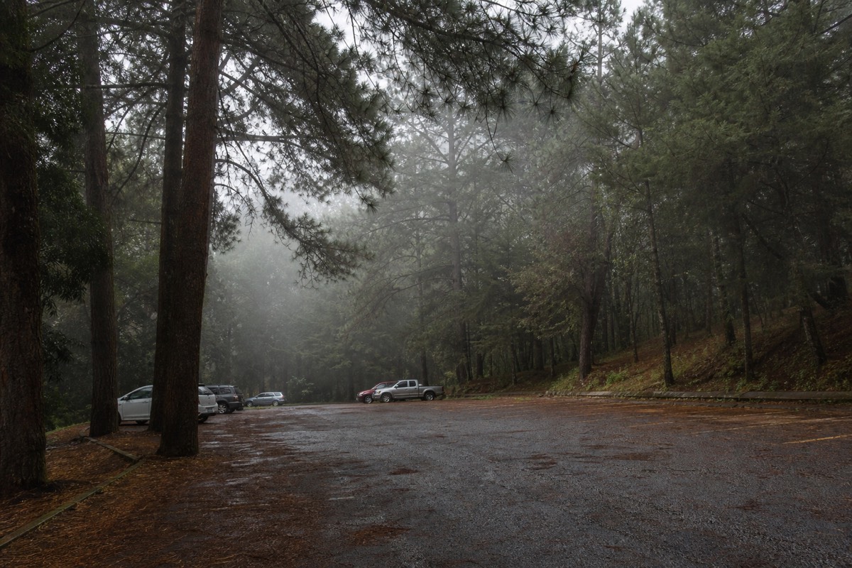 Cool early morning in the pine-shaded parking area of Cerro Verde National Park at about 2,000 m, mist between the trees