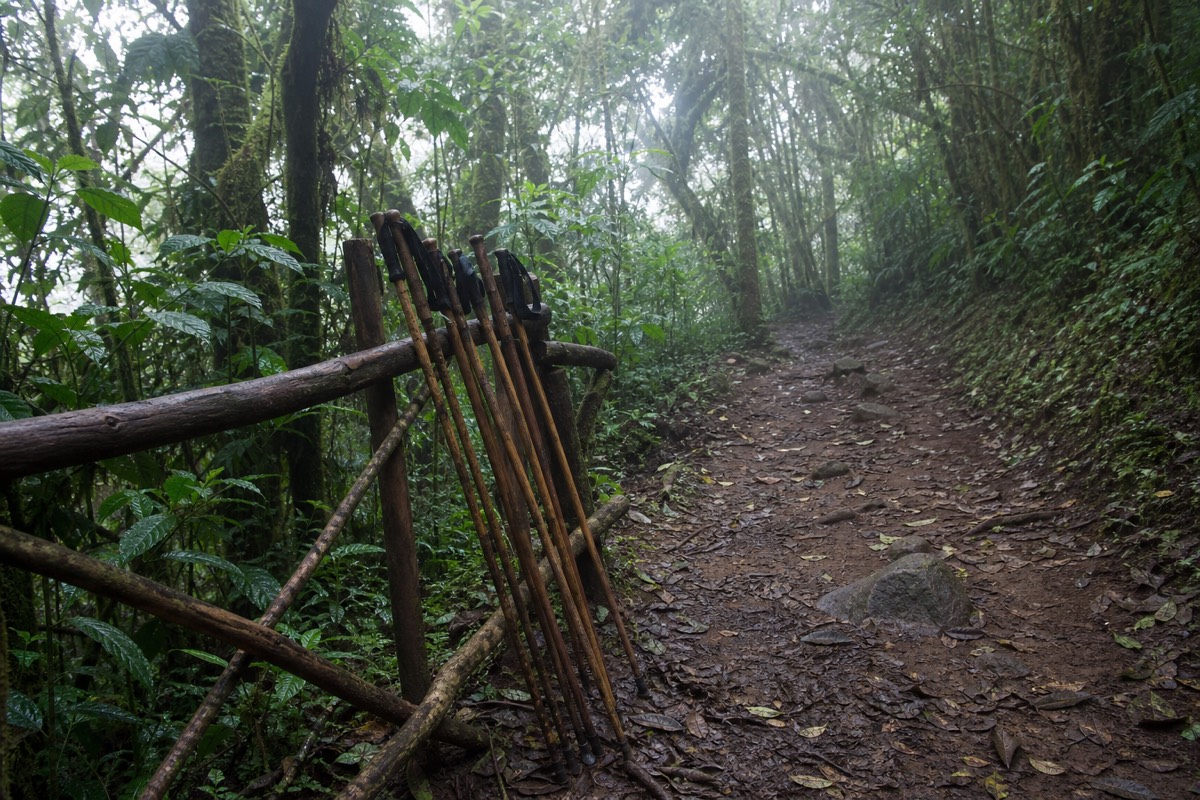 Start of the Santa Ana trail at Cerro Verde: a path entering cool cloud forest with rented trekking poles leaning against a wooden rail