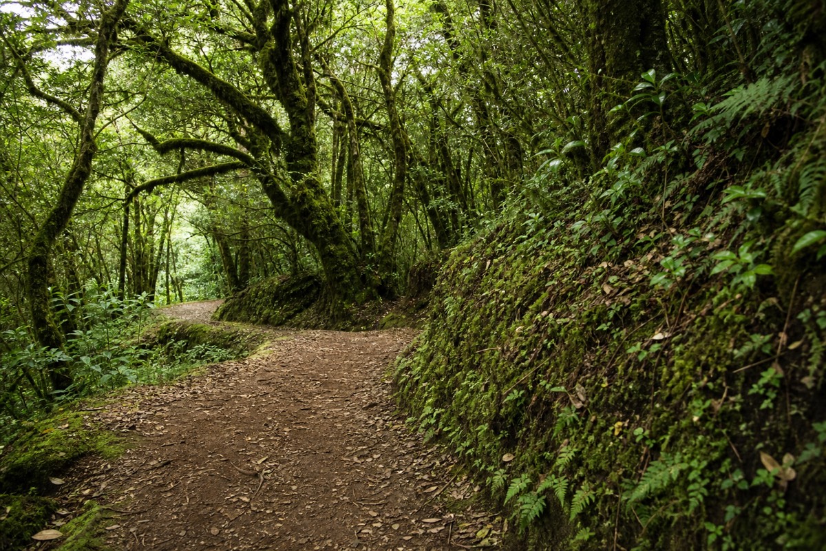 Wide shaded forest path circling through mossy cloud forest at Cerro Verde National Park under soft light