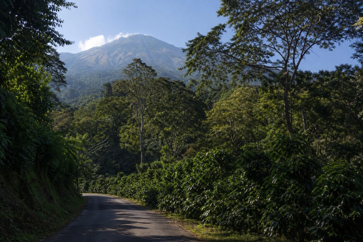 Narrow paved road curving through shaded coffee plantations on the green slopes below Santa Ana volcano in El Salvador