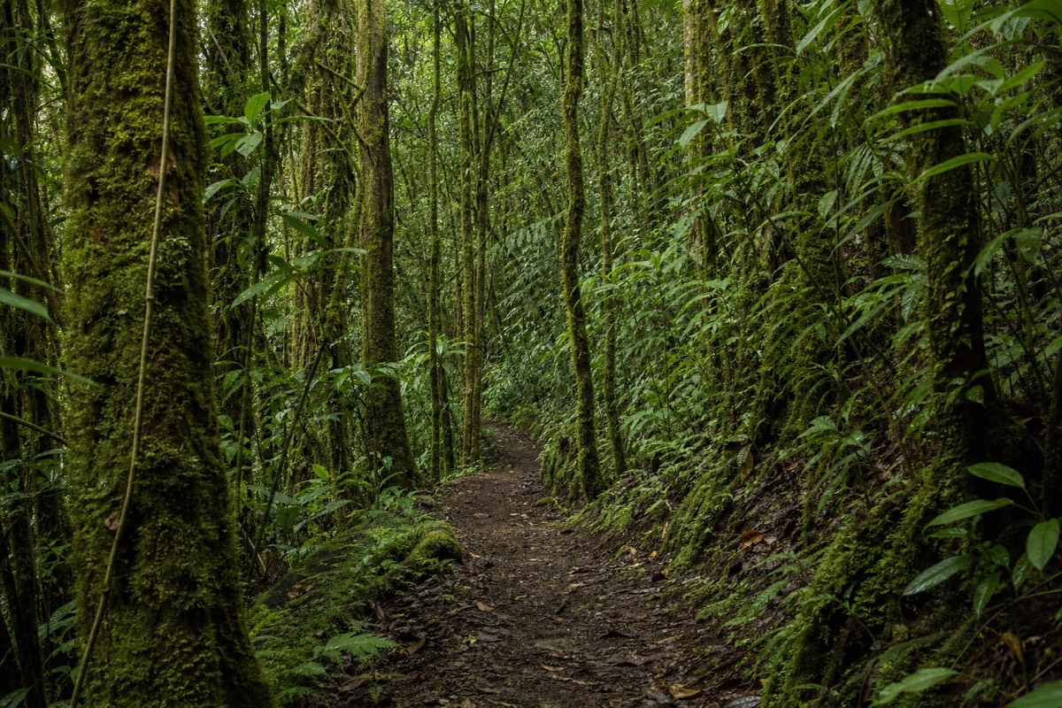 Shaded cloud forest trail inside Cerro Verde National Park with mossy trunks and soft filtered light