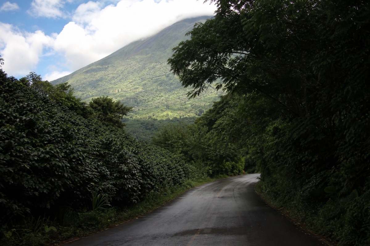 Narrow paved road curving upward through shaded coffee plantations toward a volcano flank in El Salvador