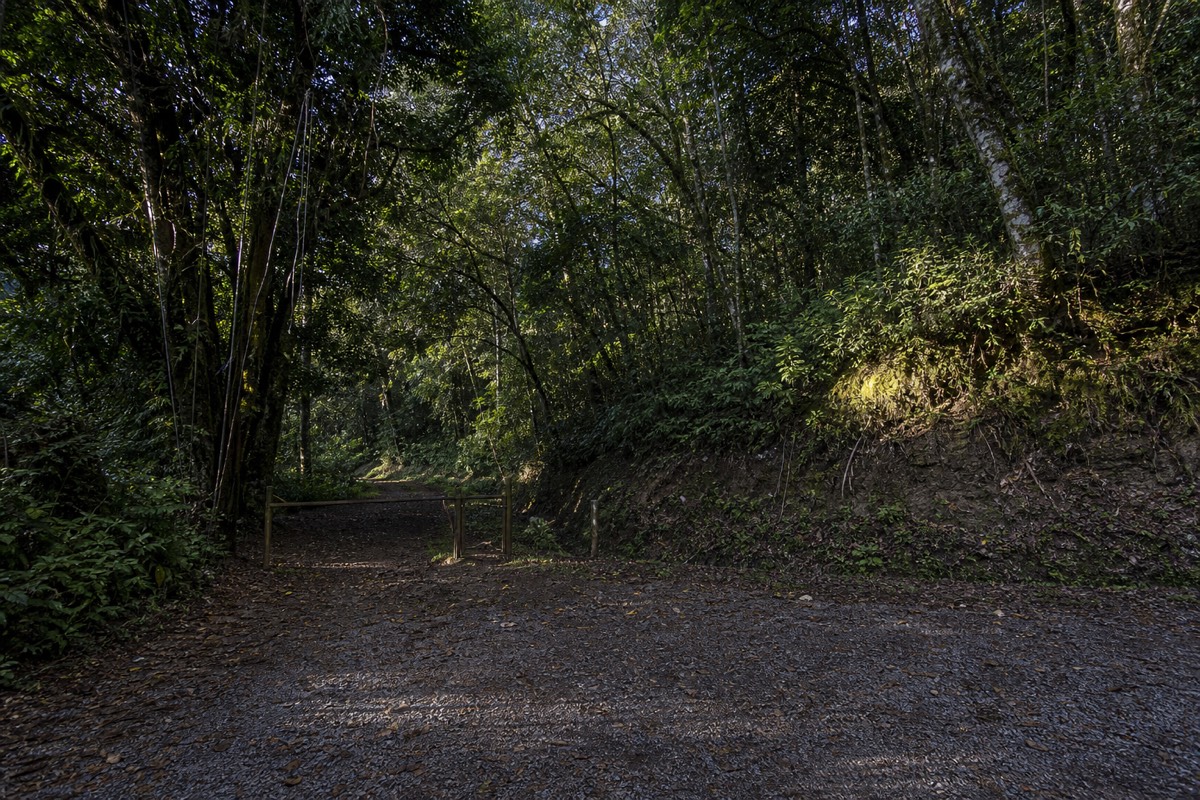 Morning at the entrance to Cerro Verde National Park with the volcano trail beginning under tall trees