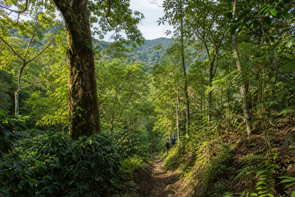 Small group of hikers seen from behind descending the forested lower trail of Santa Ana Volcano