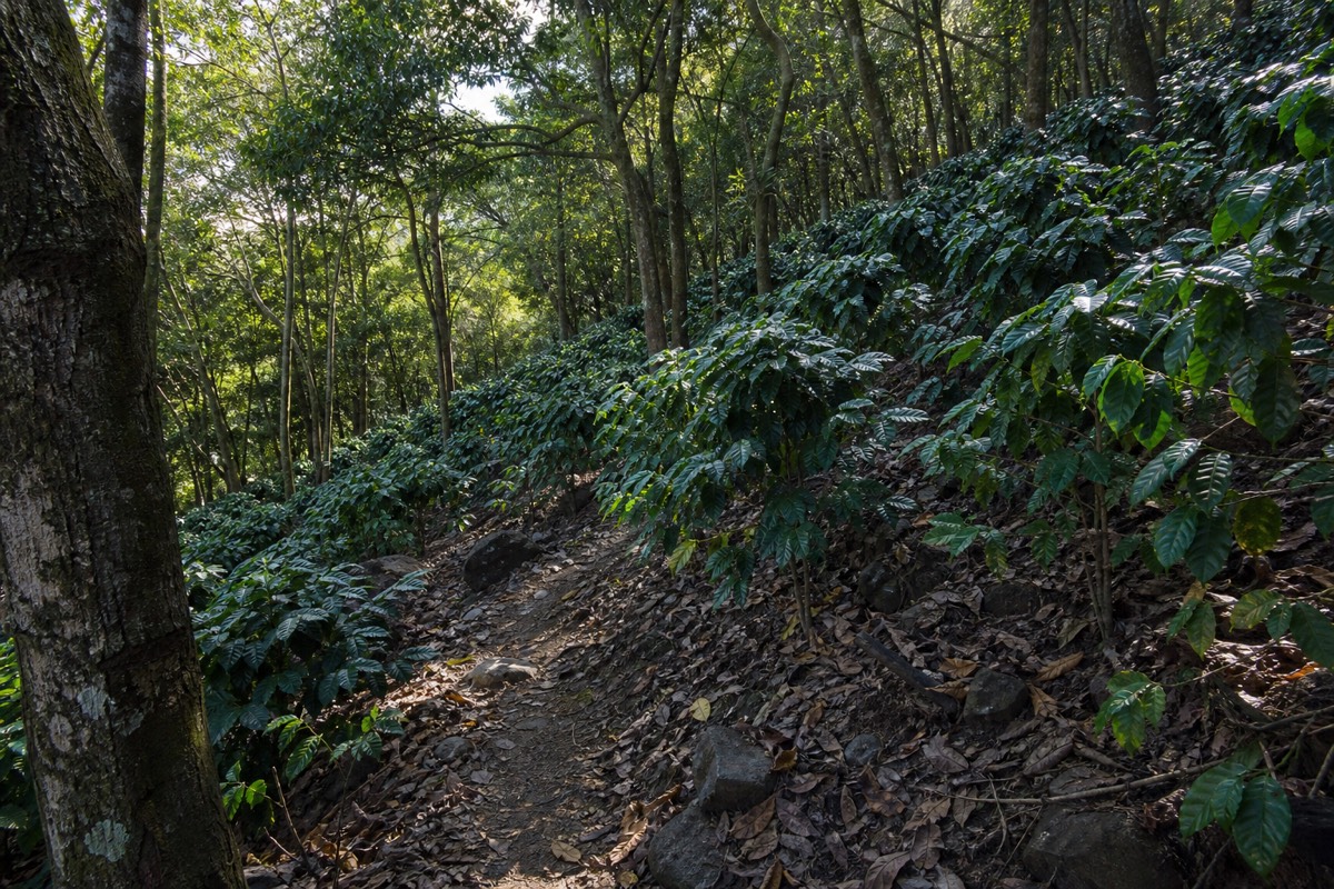 Shaded lower trail on Santa Ana Volcano passing coffee plants and tall trees in early light