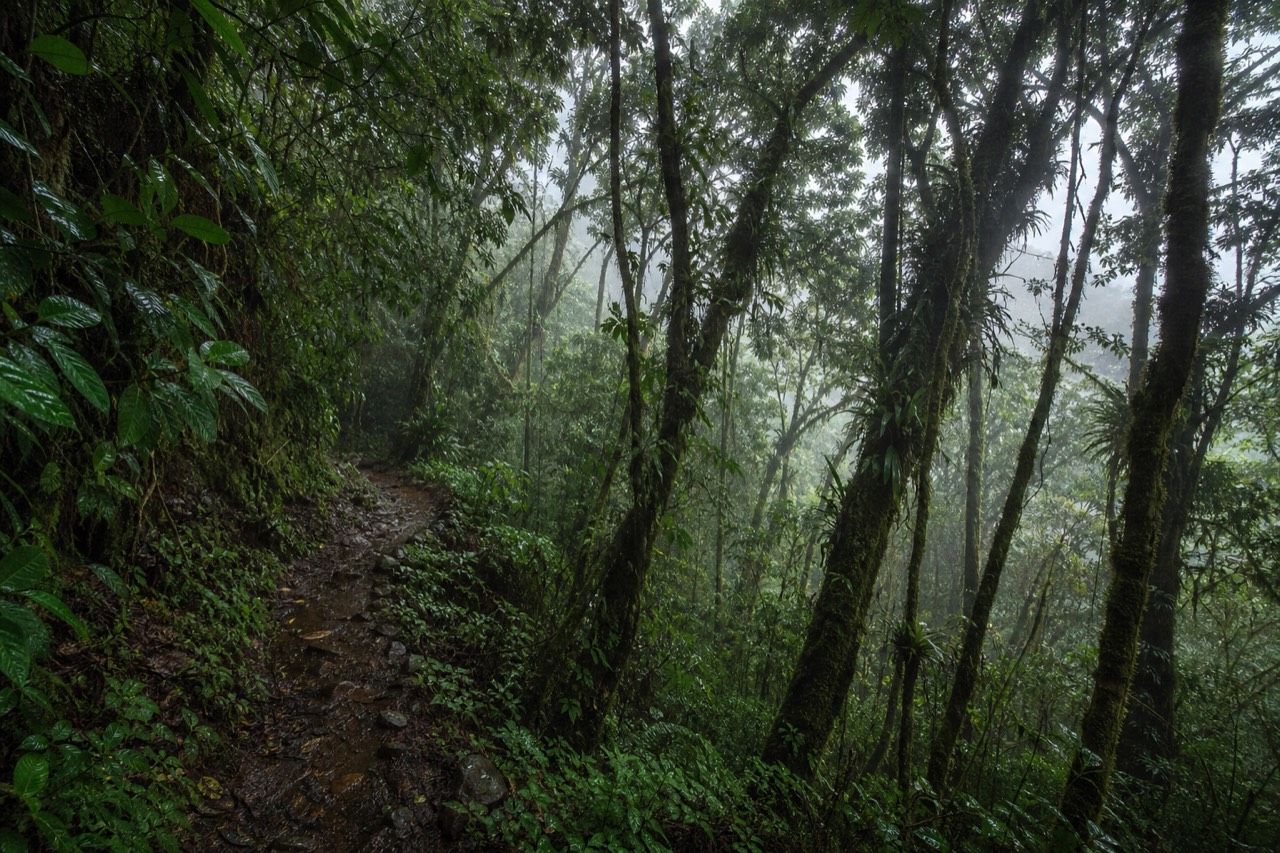Mist drifting through bright green forest on the lower trail of Santa Ana Volcano during the rainy season