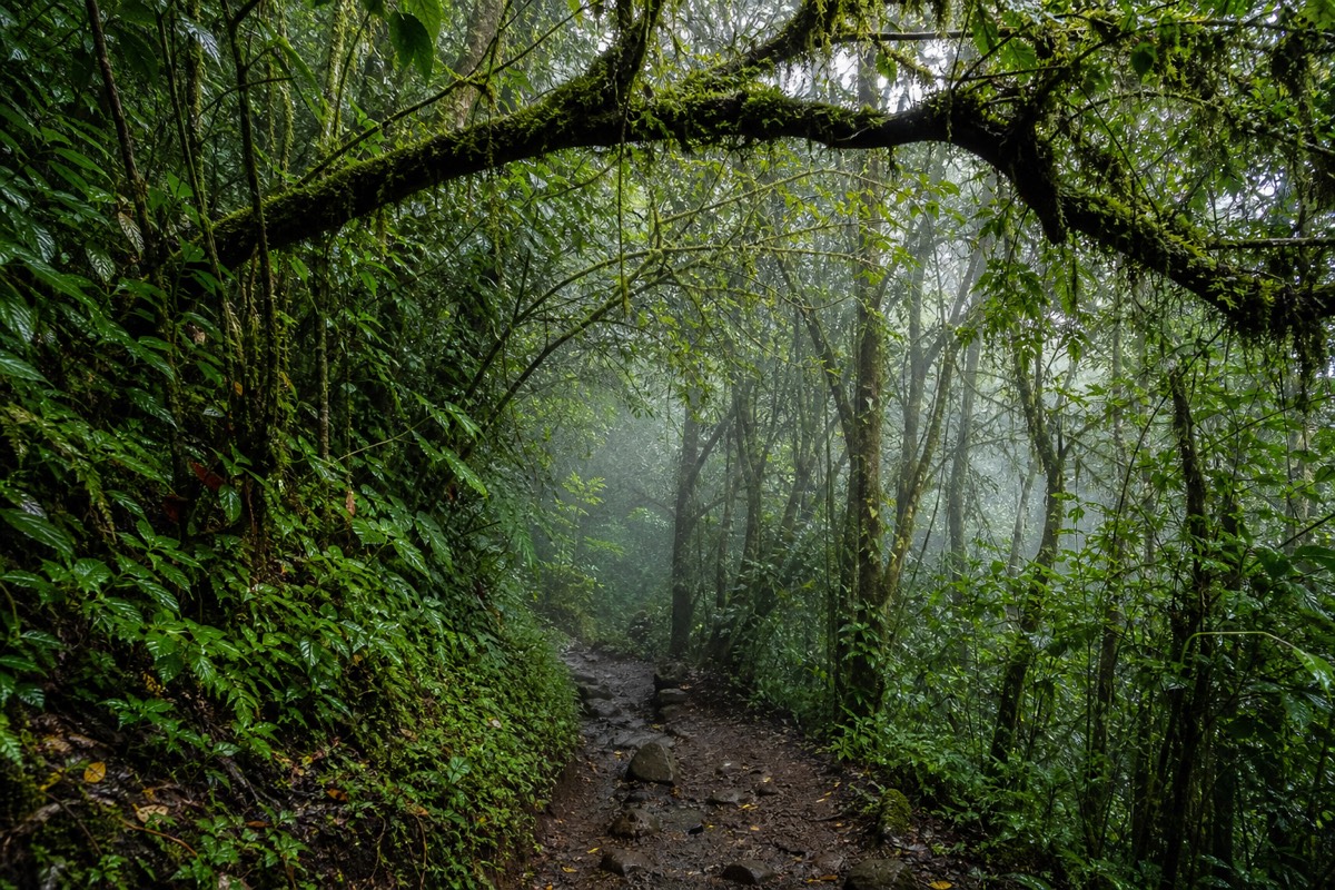Dripping green vegetation arching over the damp lower forest trail of Santa Ana Volcano in the rainy season with mist between the trunks