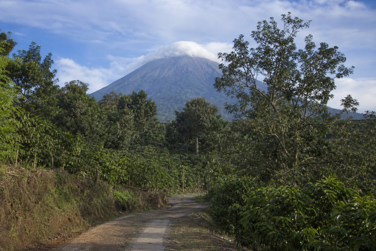Narrow road winding through shaded coffee farms on the volcanic slopes below Santa Ana volcano, western El Salvador