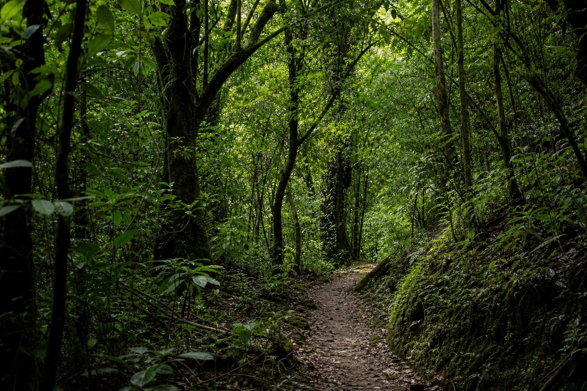Shaded cloud forest trail in Cerro Verde national park, El Salvador, soft light through dense green canopy