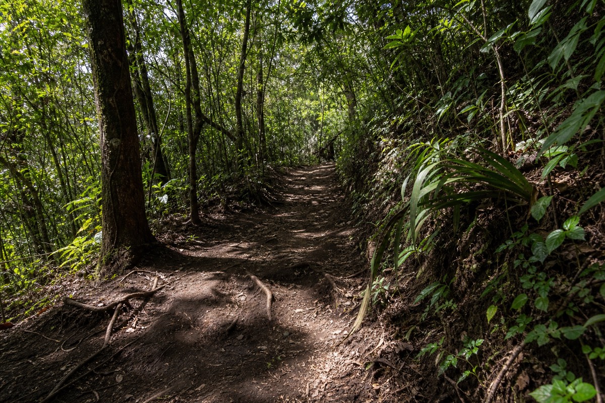 Steady uphill forest section of the Santa Ana volcano trail with dappled shade on a dirt path and roots underfoot