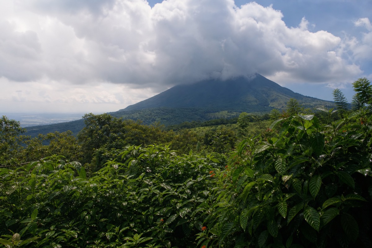 Lush green-season vegetation on the lower slopes of Santa Ana volcano under a sky of building afternoon cloud