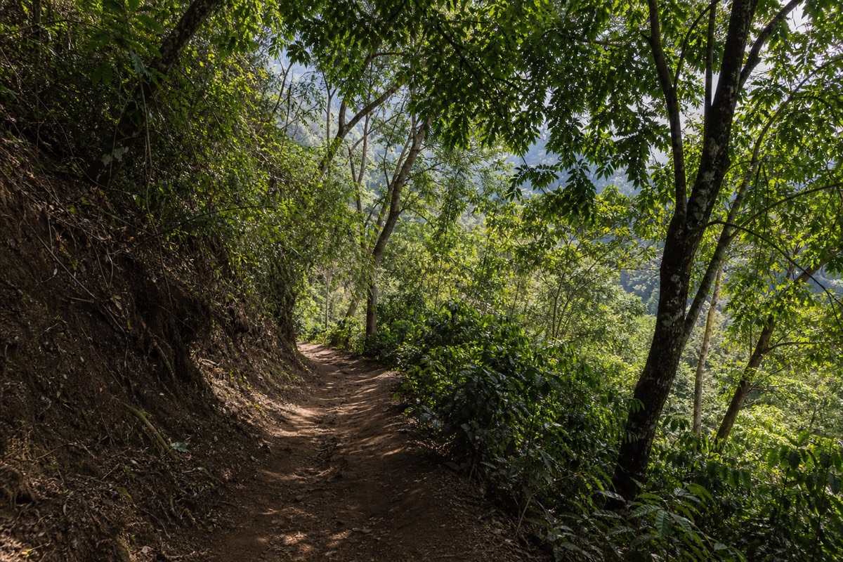 Shaded lower section of the Santa Ana Volcano trail through forest with morning light filtering onto a firm dirt path