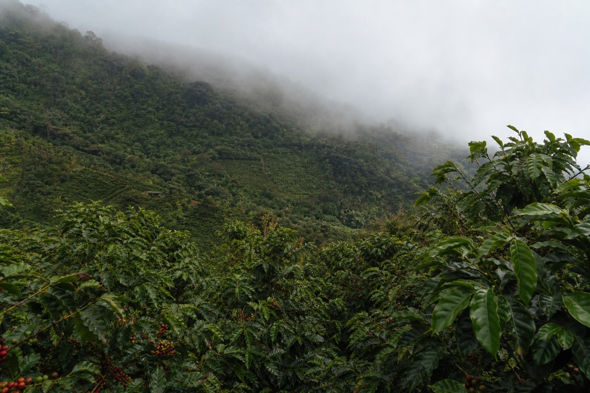Coffee bushes on a steep green hillside near Santa Ana with low cloud sliding over the ridge behind