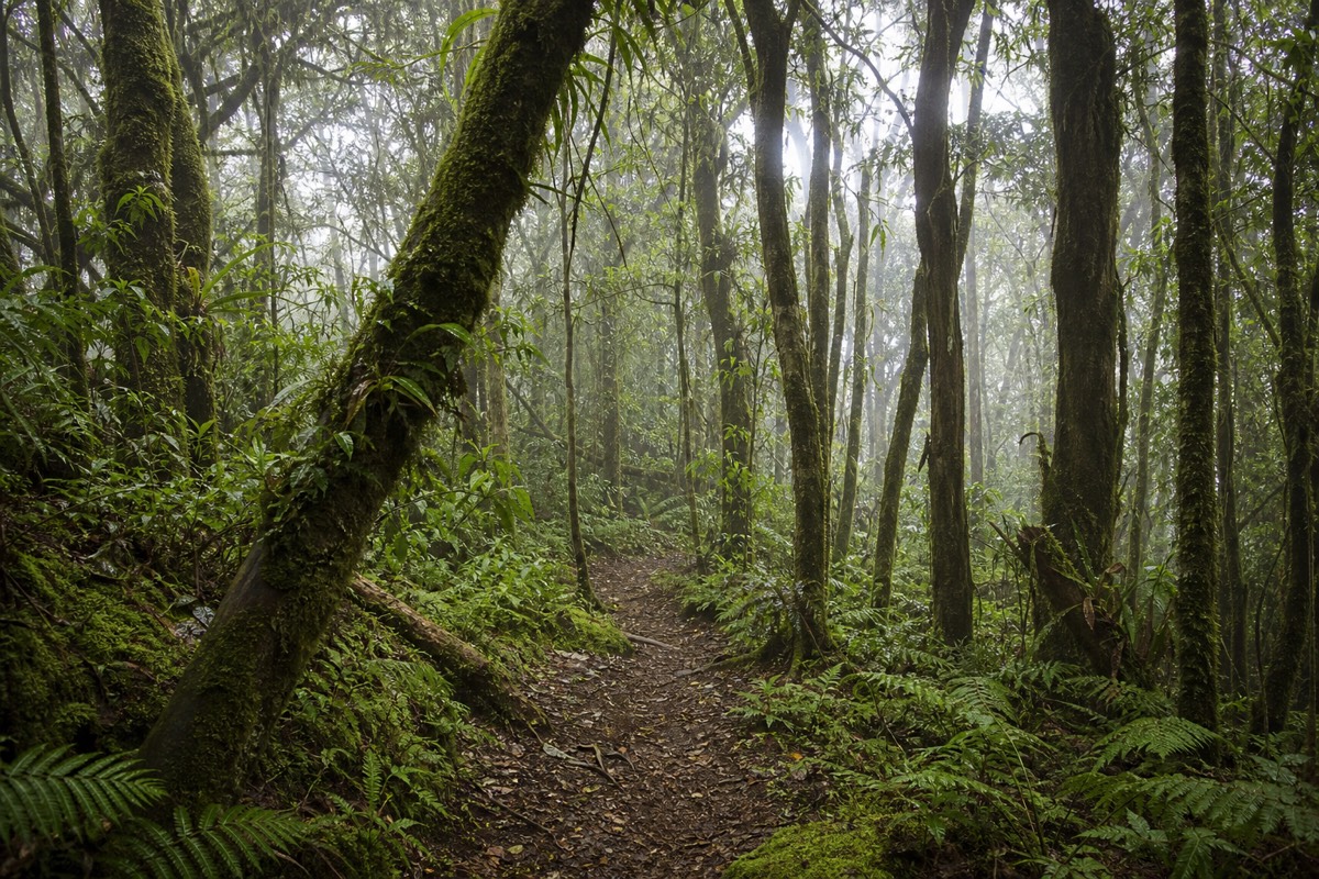 Level shaded forest path through moss-covered trees in Cerro Verde National Park with soft mist