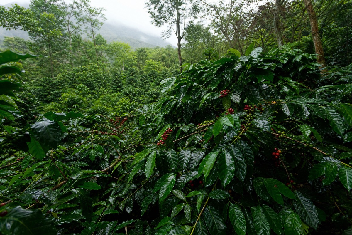 Coffee plants under shade trees on the green lower slopes of Santa Ana Volcano during the rainy season
