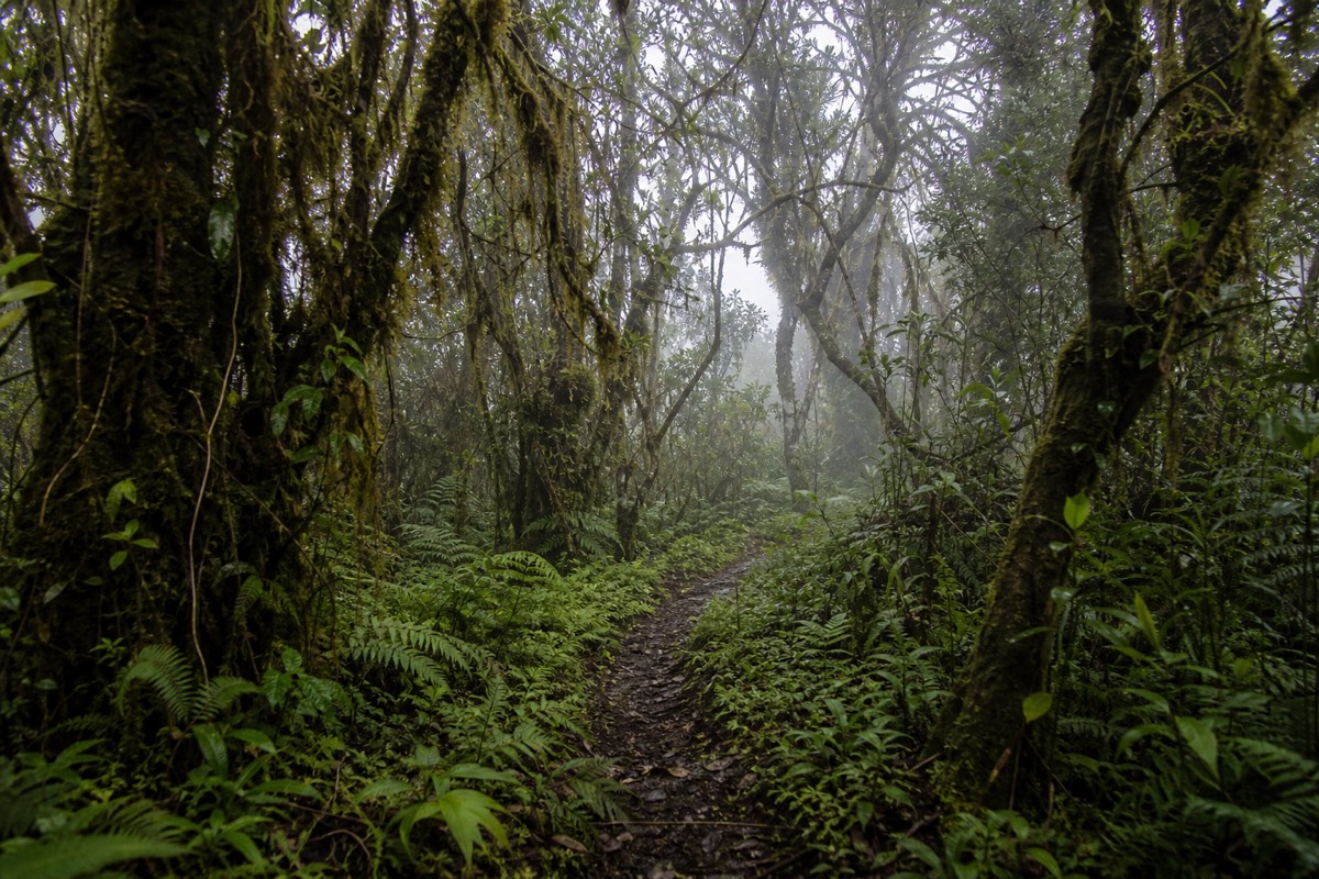 Misty cloud forest with moss-draped trees on Cerro Verde between Santa Ana city and the volcano summit