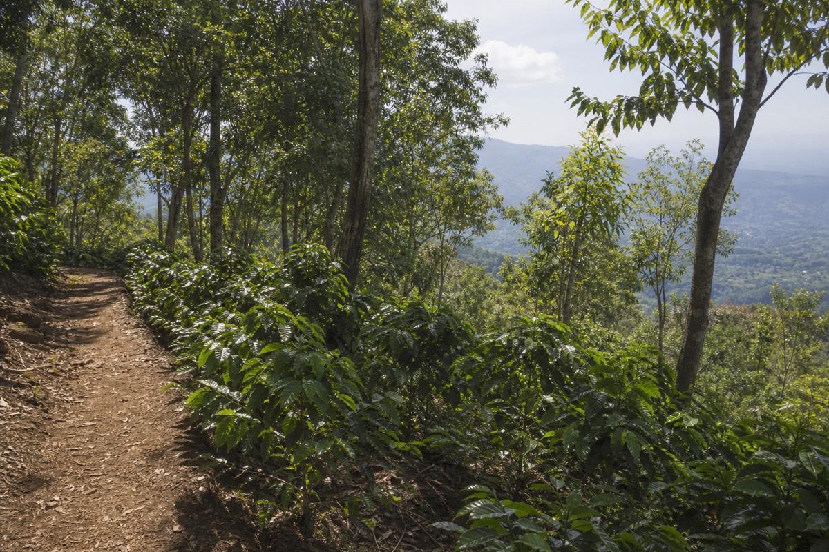 Coffee plants growing under shade trees beside the lower Santa Ana Volcano trail with the city's highlands beyond