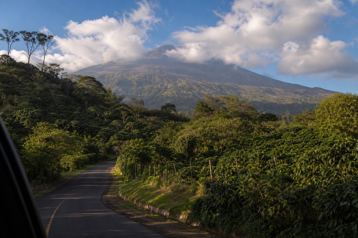 Winding highland road climbing through coffee farms toward Cerro Verde with the broad slope of Santa Ana Volcano ahead in morning light