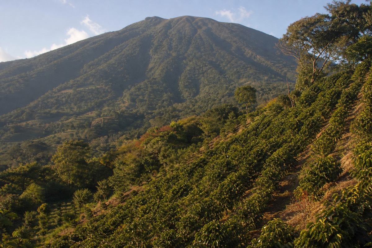 Rows of coffee shrubs on a steep hillside in the western highlands of El Salvador with the wide green slope of Santa Ana Volcano rising behind in soft light